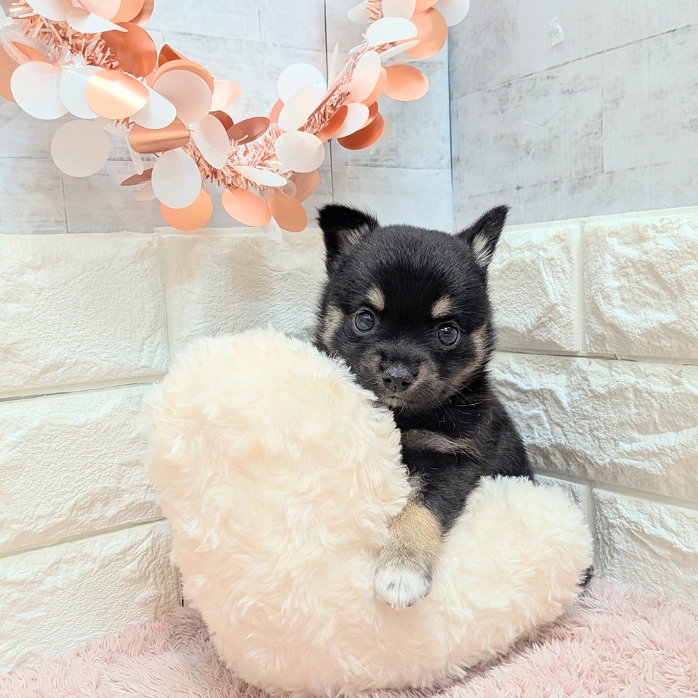 静岡県のチワ柴/柴チワ/チワシバ(チワワ×柴) (犬の家＆猫の里プレ葉ウォーク浜北店/2026年7月6日生まれ/男の子/黒)の子犬の2枚目の画像