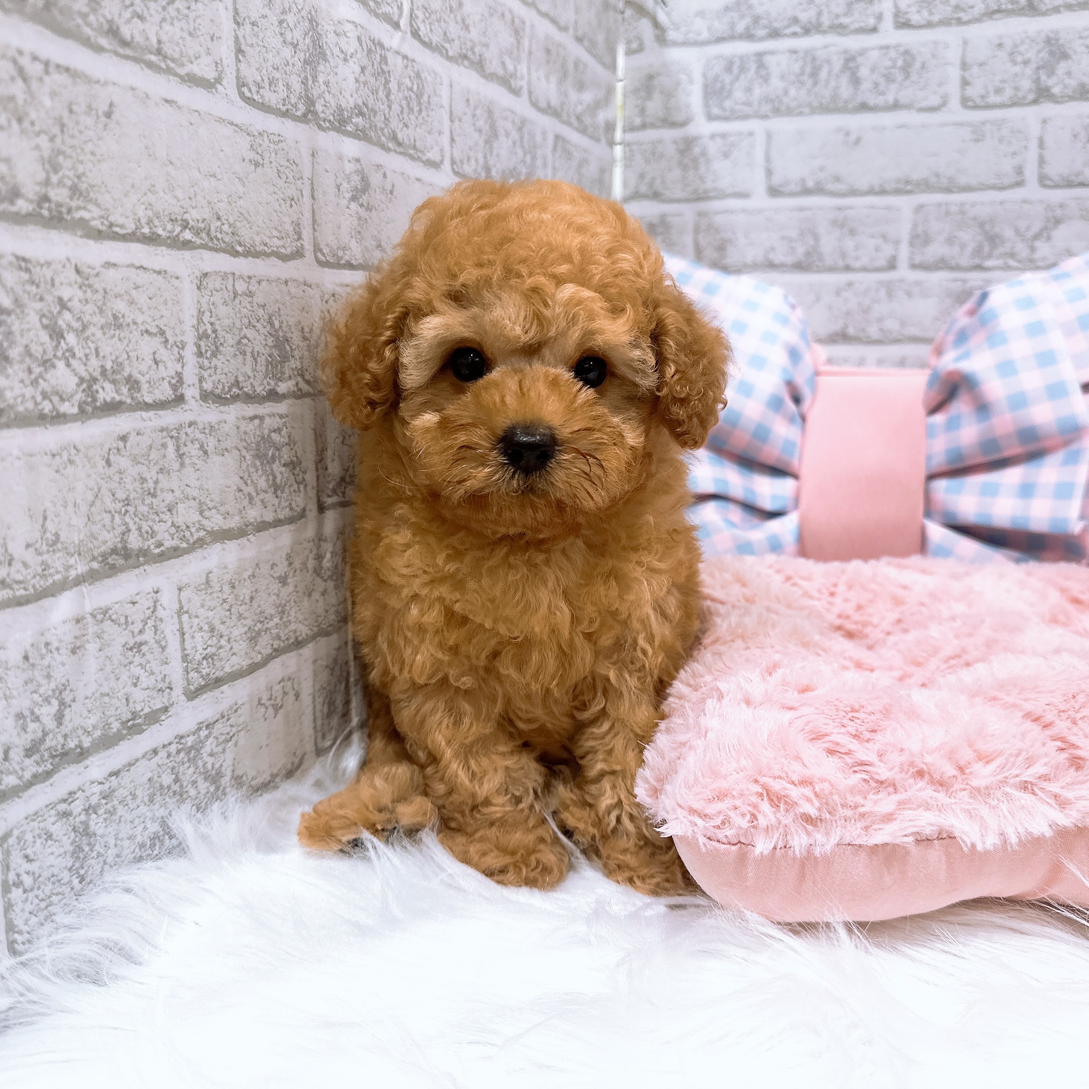 神奈川県のトイプードル(トイ) (犬の家＆猫の里元住吉ブレーメン通り店/2026年7月6日生まれ/男の子/レッド)の子犬の2枚目の画像