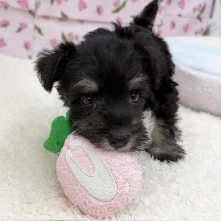 愛知県のミニチュアシュナウザー (犬の家＆猫の里エアポートウォーク店/2026年7月6日生まれ/女の子/ブラックシルバー)の子犬の2枚目の画像