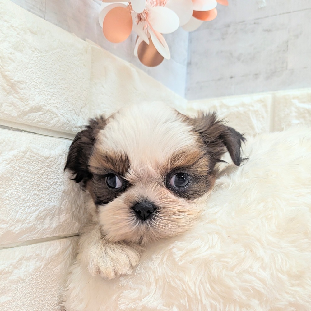 静岡県のシーズー (犬の家＆猫の里プレ葉ウォーク浜北店/2026年7月7日生まれ/男の子/ホワイトゴールド)の子犬の2枚目の画像