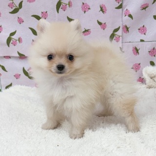 愛知県のポメラニアン (犬の家＆猫の里エアポートウォーク店/2026年7月6日生まれ/男の子/クリーム)の子犬の2枚目の画像