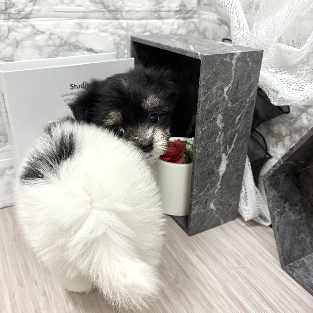 生体画像２