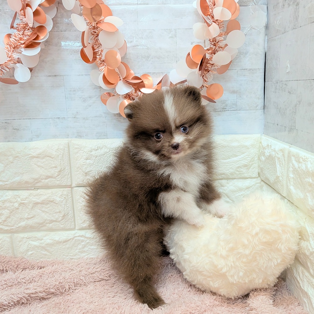 静岡県のポメラニアン (犬の家＆猫の里プレ葉ウォーク浜北店/2026年7月2日生まれ/女の子/チョコレートホワイト)の子犬の2枚目の画像