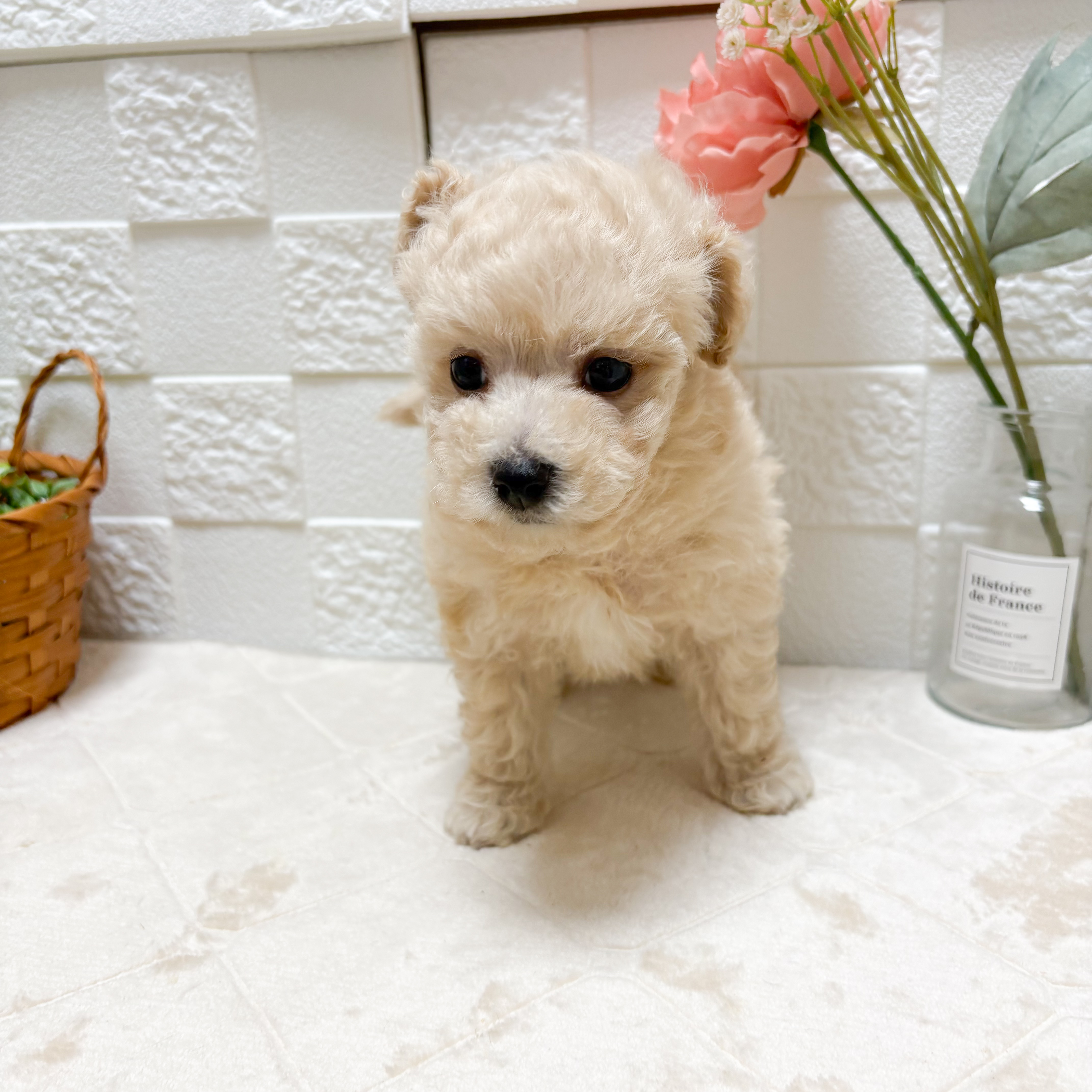 東京都のビションプー(ビションフリーゼ×プードル) (犬の家＆猫の里ペットフォレスト小平店/2026年7月2日生まれ/男の子/アプリコット)の子犬の2枚目の画像