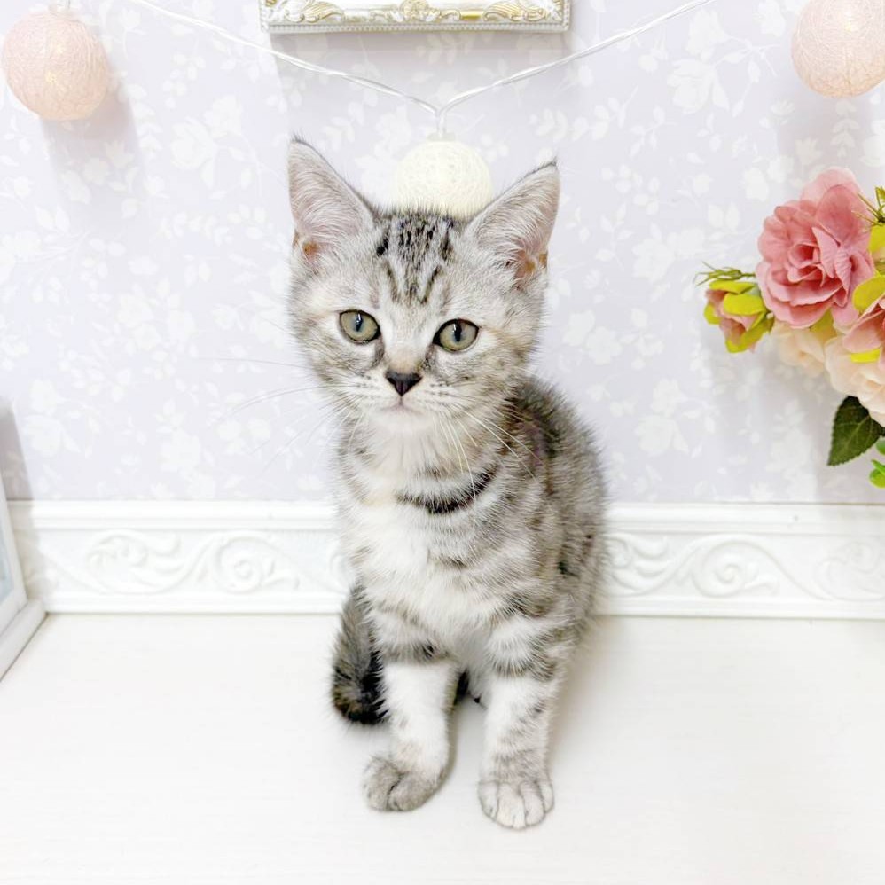 【猫好き】SWAROVSKI kitten millie アメリカンショートヘア 猫好き】SWAROVSKI kitten millie アメリカンショートヘア 楽天市場