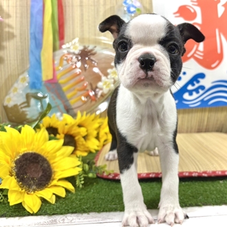 神奈川県のボストンテリア (犬の家＆猫の里小田原店/2026年7月4日生まれ/女の子/ボストンカラー)の子犬の1枚目の画像
