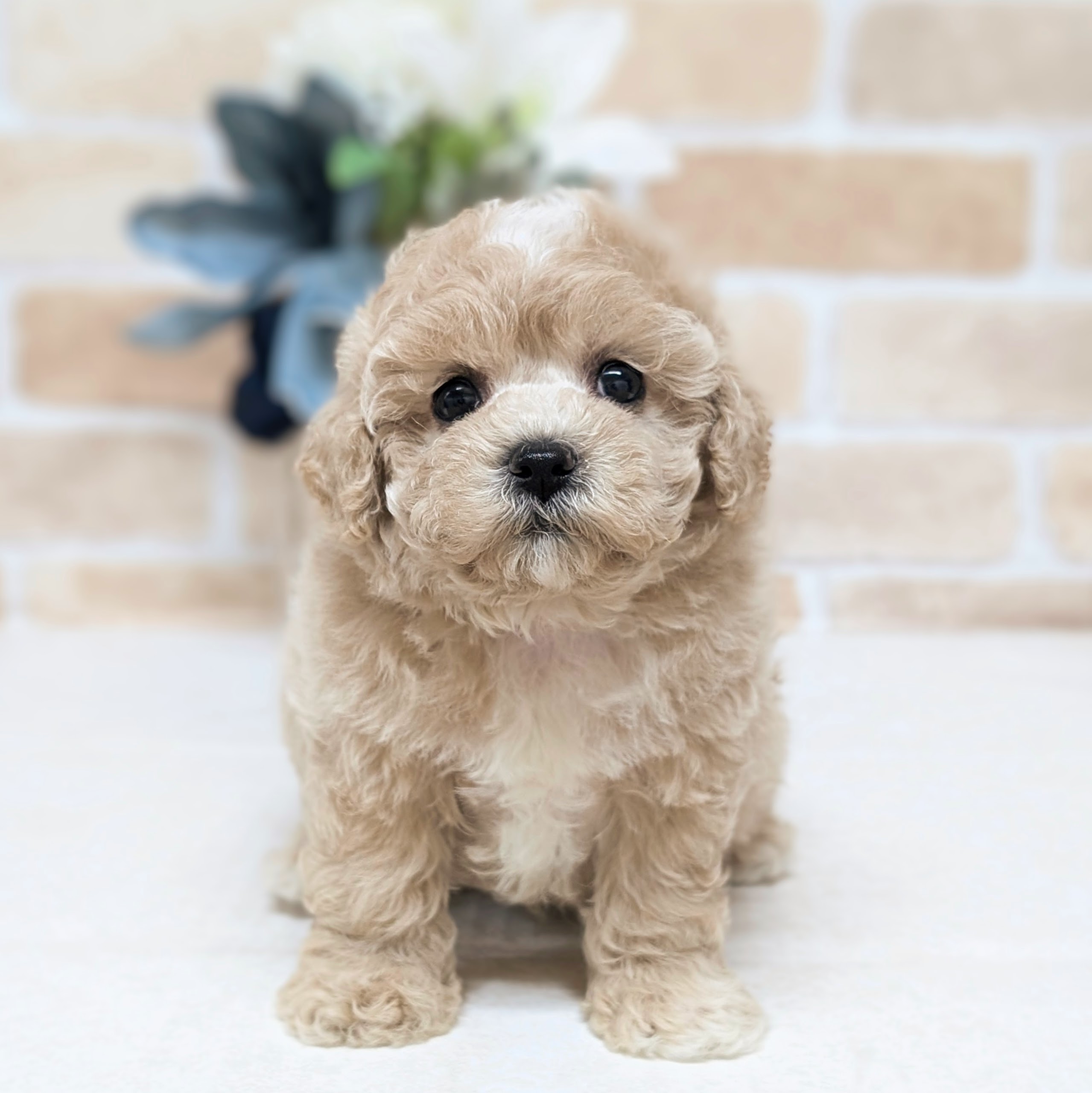 愛知県のビションプー(ビションフリーゼ×プードル) (犬の家＆猫の里安城店/2026年7月7日生まれ/男の子/クリーム)の子犬の1枚目の画像