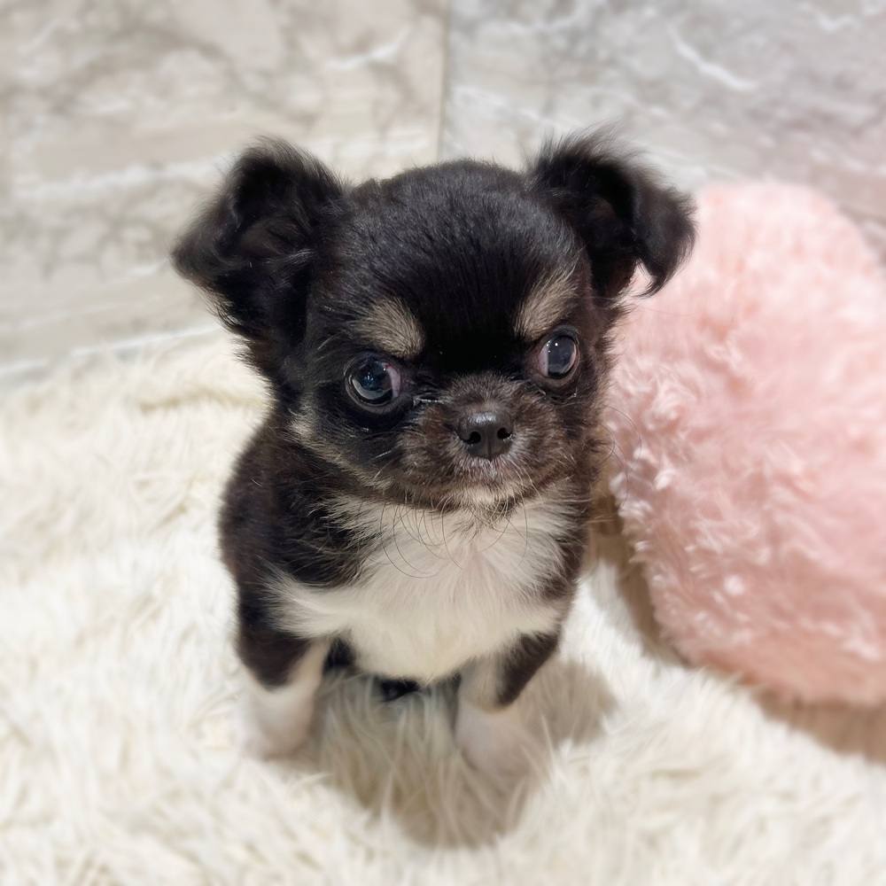 愛知県のチワワ(ロング) (犬の家＆猫の里MiO香久山店/2026年7月7日生まれ/女の子/ブラックタンホワイト)の子犬の2枚目の画像