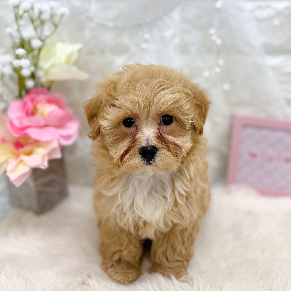 福井県のマルプー(マルチーズ×プードル) (犬の家＆猫の里アミーゴ福井大和田店/2026年7月6日生まれ/女の子/クリーム)の子犬の1枚目の画像