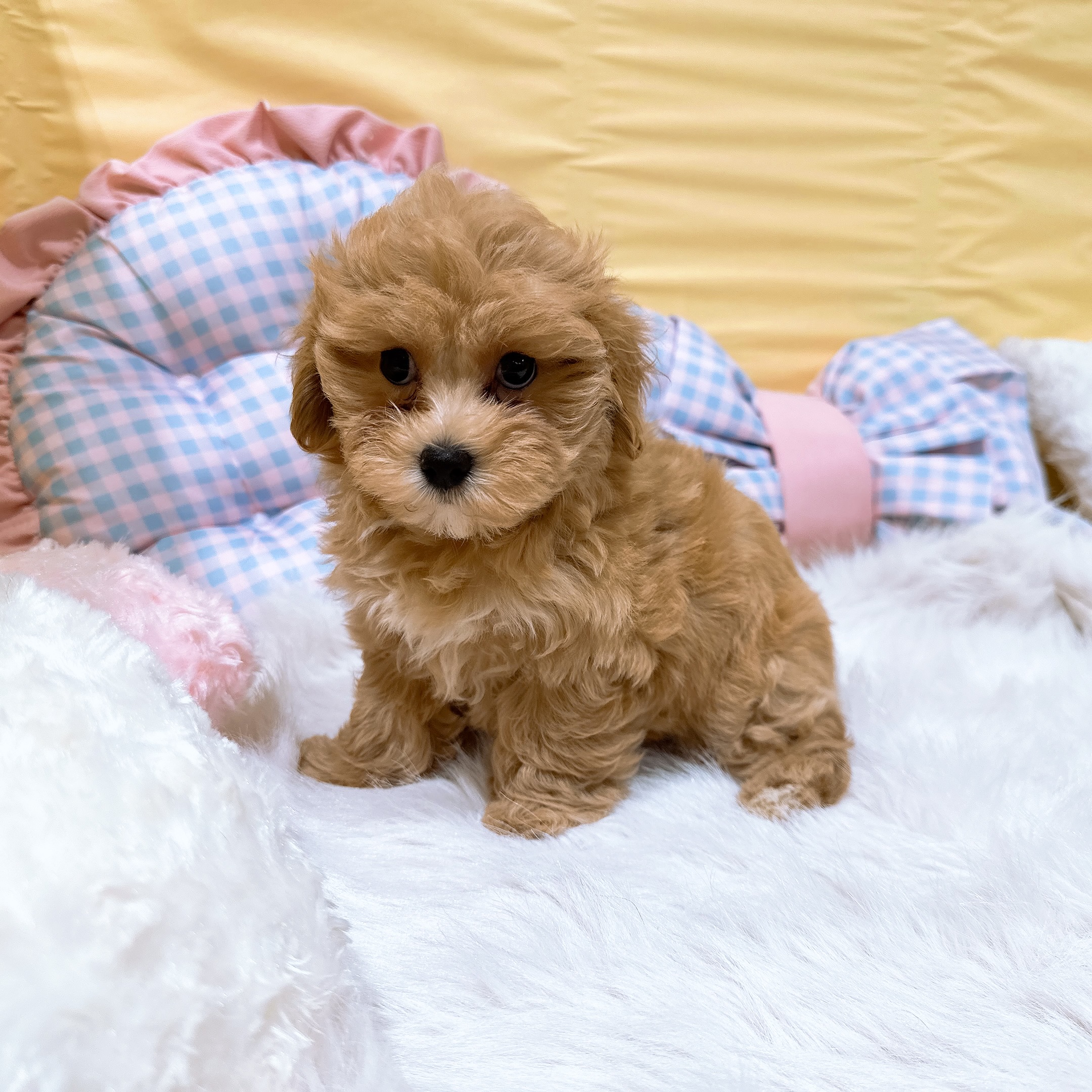神奈川県のマルプー(マルチーズ×プードル) (犬の家＆猫の里元住吉ブレーメン通り店/2026年7月6日生まれ/女の子/クリーム)の子犬の1枚目の画像
