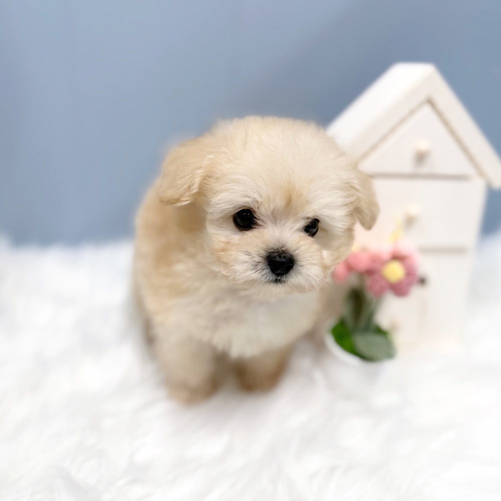 愛知県のポメプー(ポメラニアン×プードル) (犬の家＆猫の里岡崎店/2026年7月7日生まれ/男の子/クリーム)の子犬の2枚目の画像