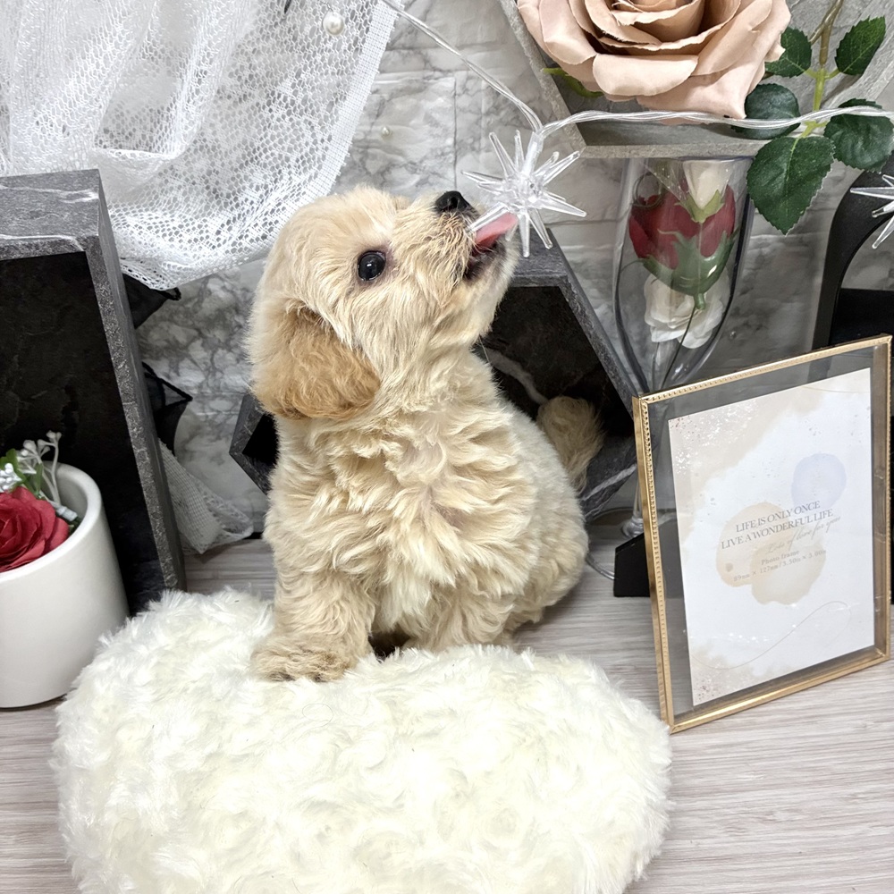 千葉県のマルプー(マルチーズ×プードル) (犬の家＆猫の里ワンズモール稲毛店/2026年7月7日生まれ/男の子/アプリコット)の子犬の2枚目の画像