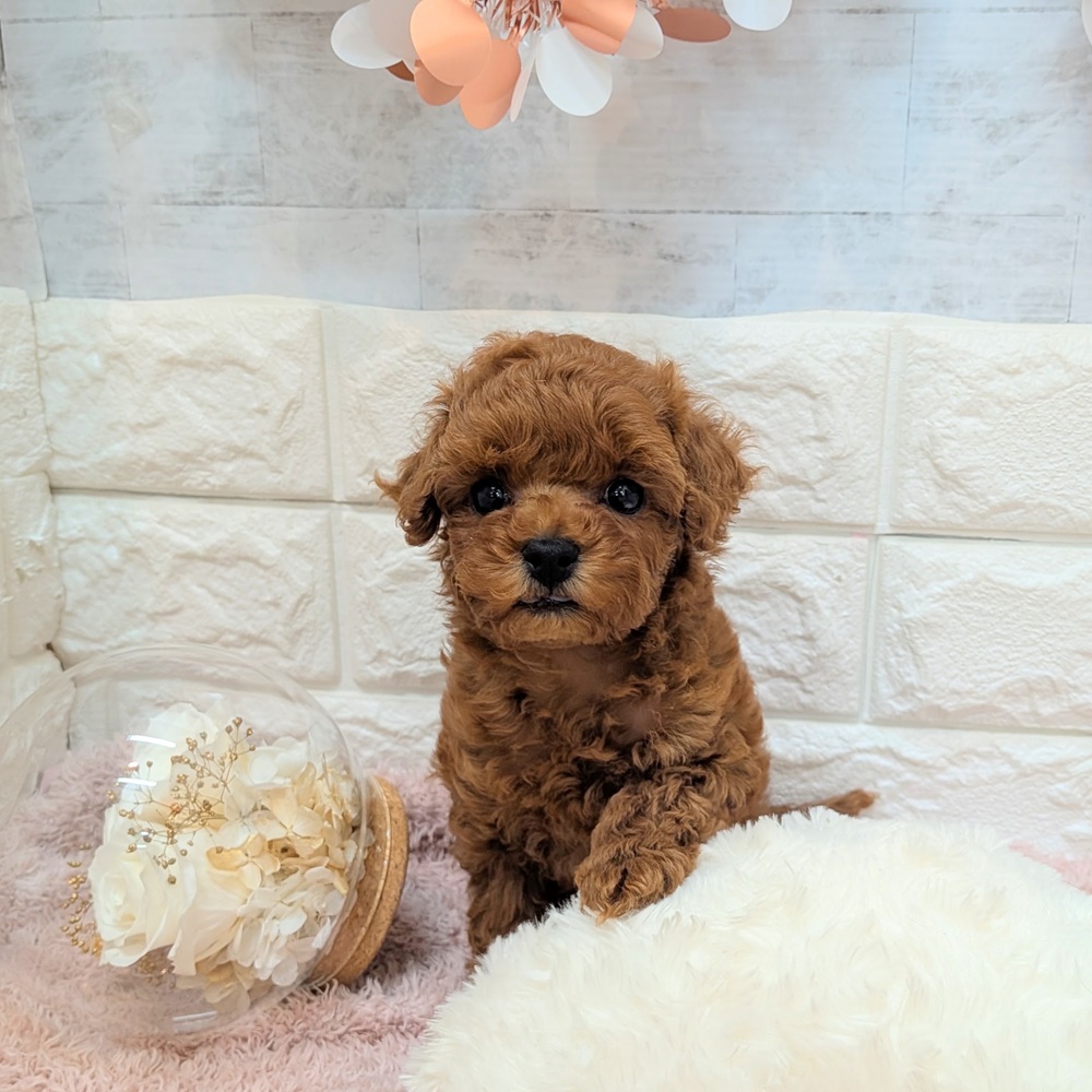 静岡県のトイプードル(トイ) (犬の家＆猫の里プレ葉ウォーク浜北店/2026年7月3日生まれ/女の子/レッド)の子犬の2枚目の画像