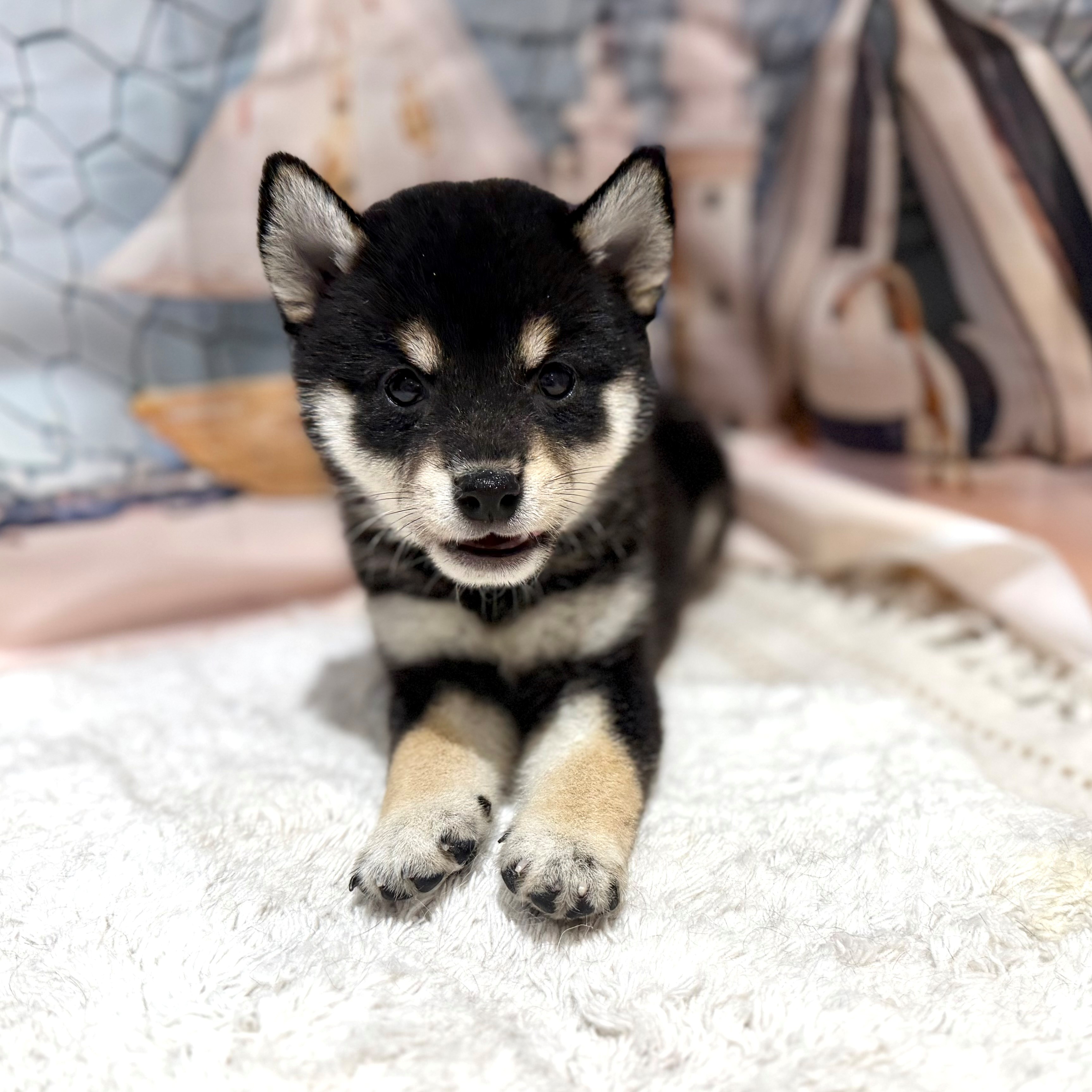福岡県の豆柴 (犬の家＆猫の里トリアス久山店/2026年7月5日生まれ/女の子/黒)の子犬の2枚目の画像
