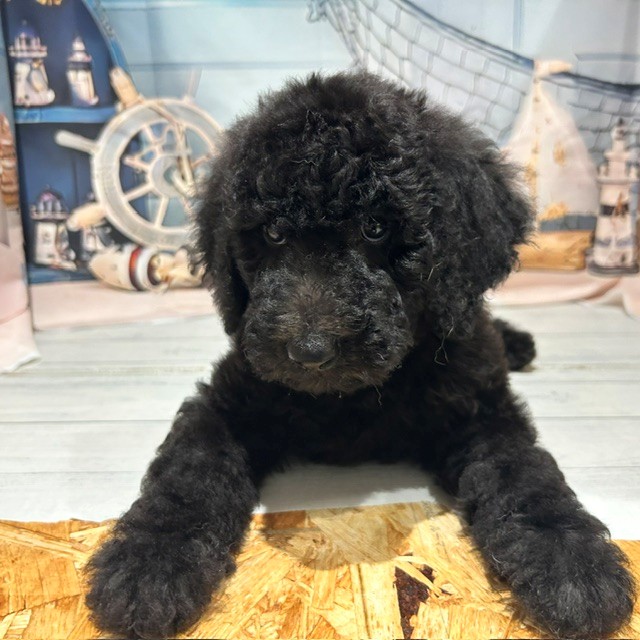 福岡県のスタンダードプードル (犬の家＆猫の里トリアス久山店/2026年6月27日生まれ/男の子/ブラック)の子犬の2枚目の画像