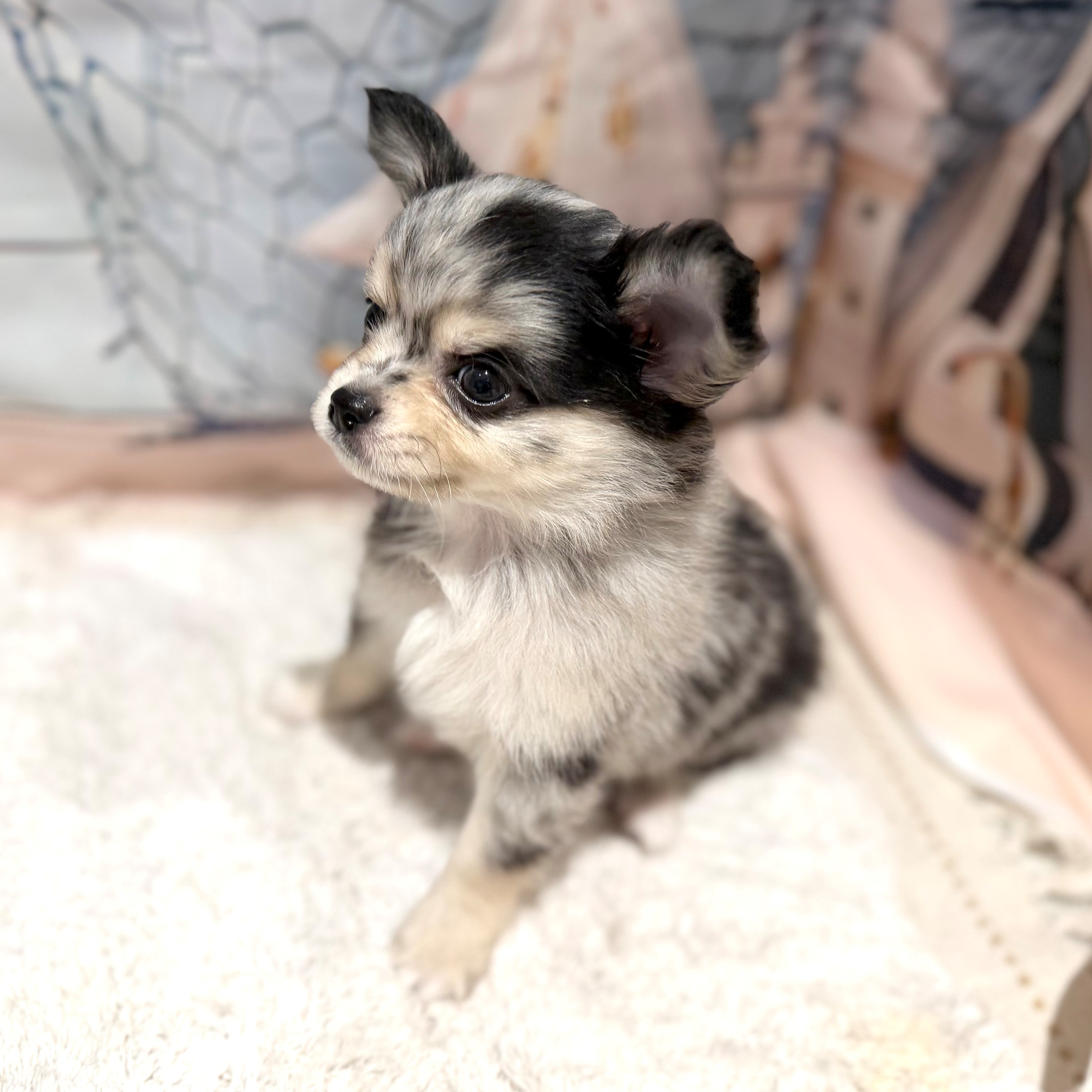 福岡県のチワワ(ロング) (犬の家＆猫の里トリアス久山店/2026年7月6日生まれ/男の子/ブルーマール)の子犬の2枚目の画像