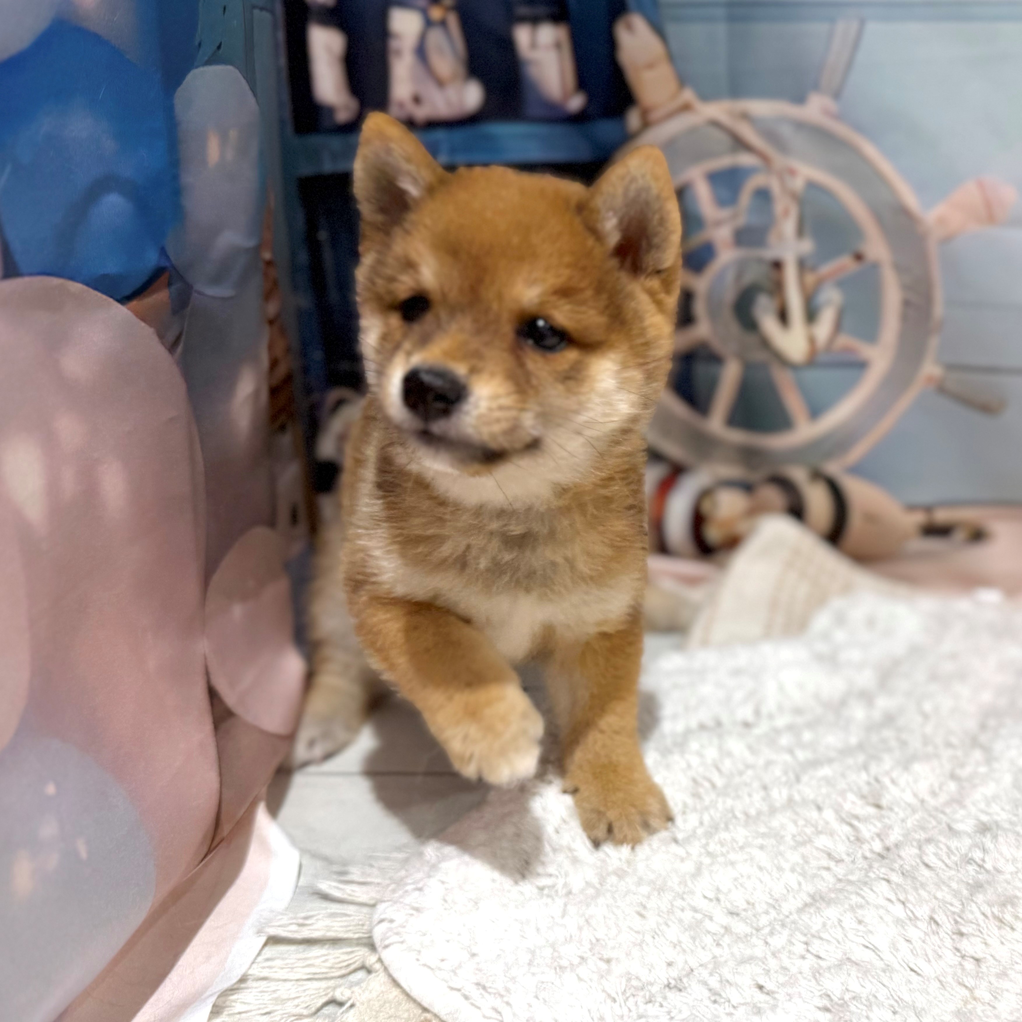 福岡県の豆柴 (犬の家＆猫の里トリアス久山店/2026年7月7日生まれ/男の子/赤)の子犬の2枚目の画像