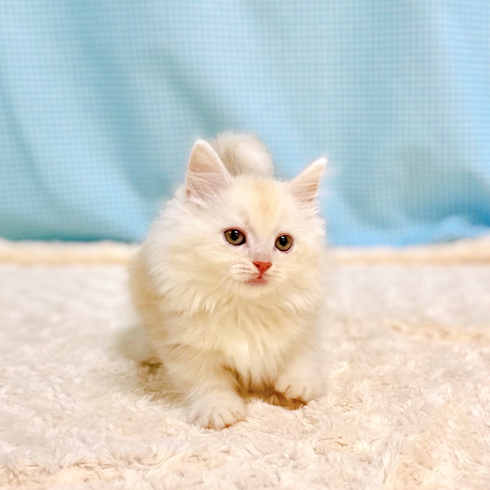 愛知県のマンチカン (犬の家＆猫の里一宮店/2026年7月4日生まれ/女の子/クリームタビーホワイト)の子猫の2枚目の画像