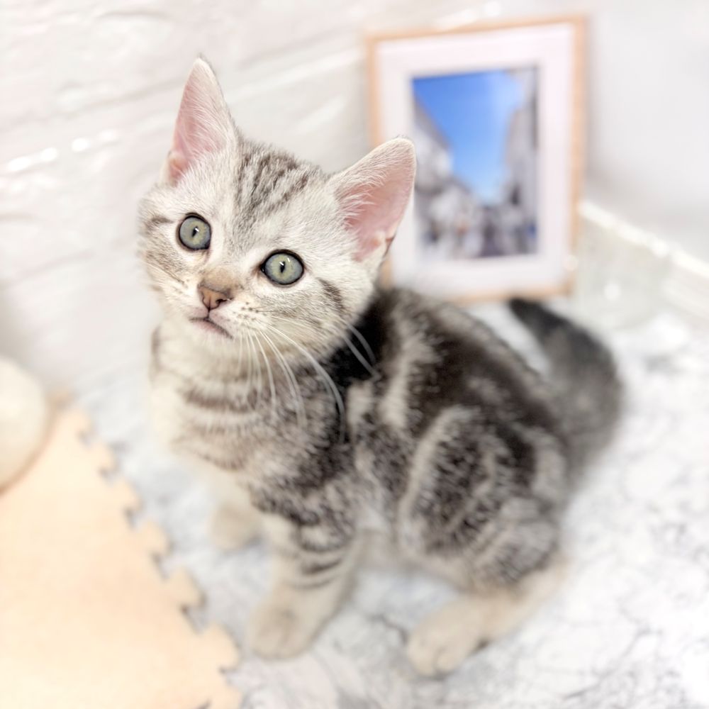 愛知県のアメリカンショートヘアー (犬の家＆猫の里豊田店/2026年7月8日生まれ/男の子/シルバータビー)の子猫の2枚目の画像