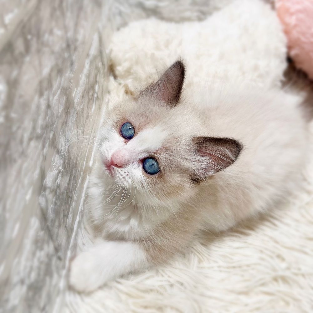 愛知県のラグドール (犬の家＆猫の里MiO香久山店/2026年7月7日生まれ/女の子/シールポイントバイカラー)の子猫の2枚目の画像