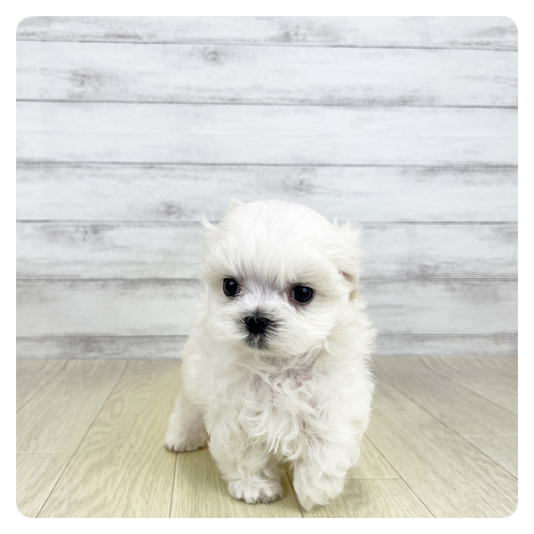 岐阜県のマルチーズ (犬の家＆猫の里カラフルタウン岐阜店/2026年7月5日生まれ/男の子/ホワイト)の子犬の2枚目の画像