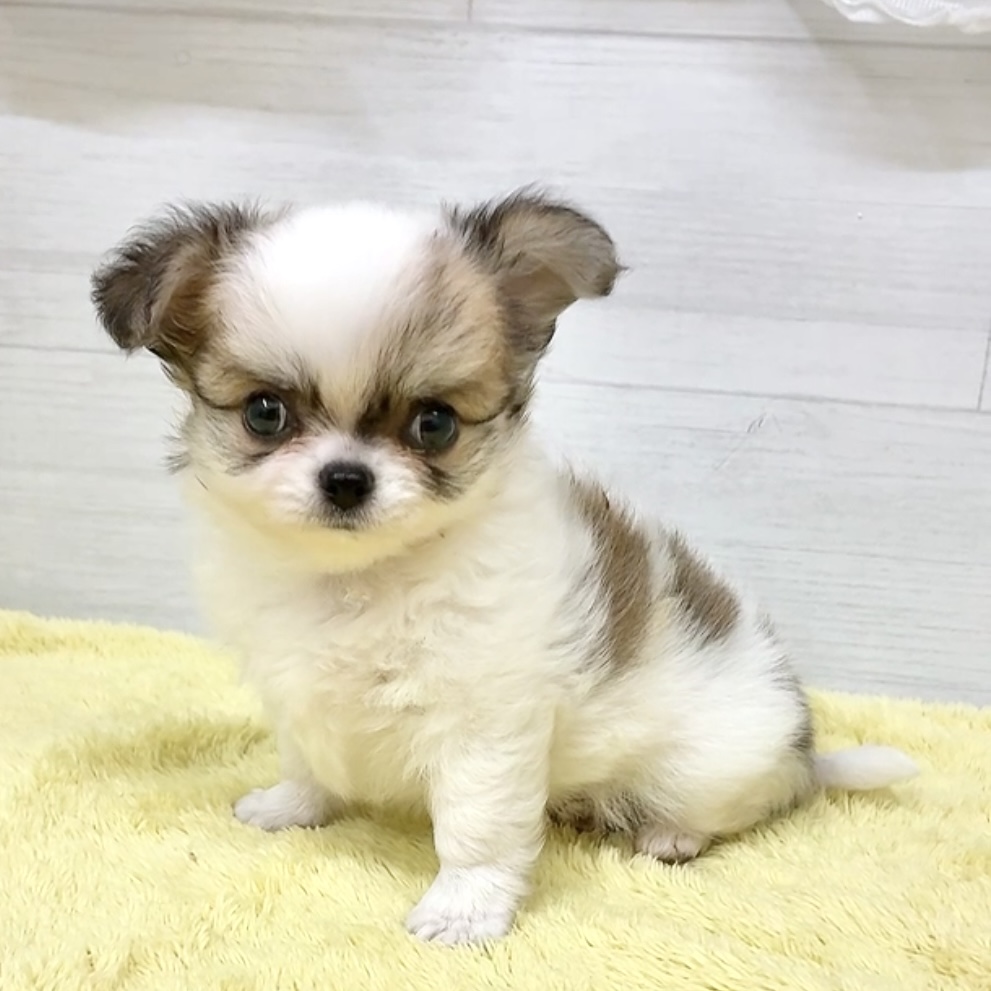 愛知県のチワワ(ロング) (犬の家＆猫の里碧南店/2026年7月7日生まれ/男の子/ホワイトレッド)の子犬の2枚目の画像