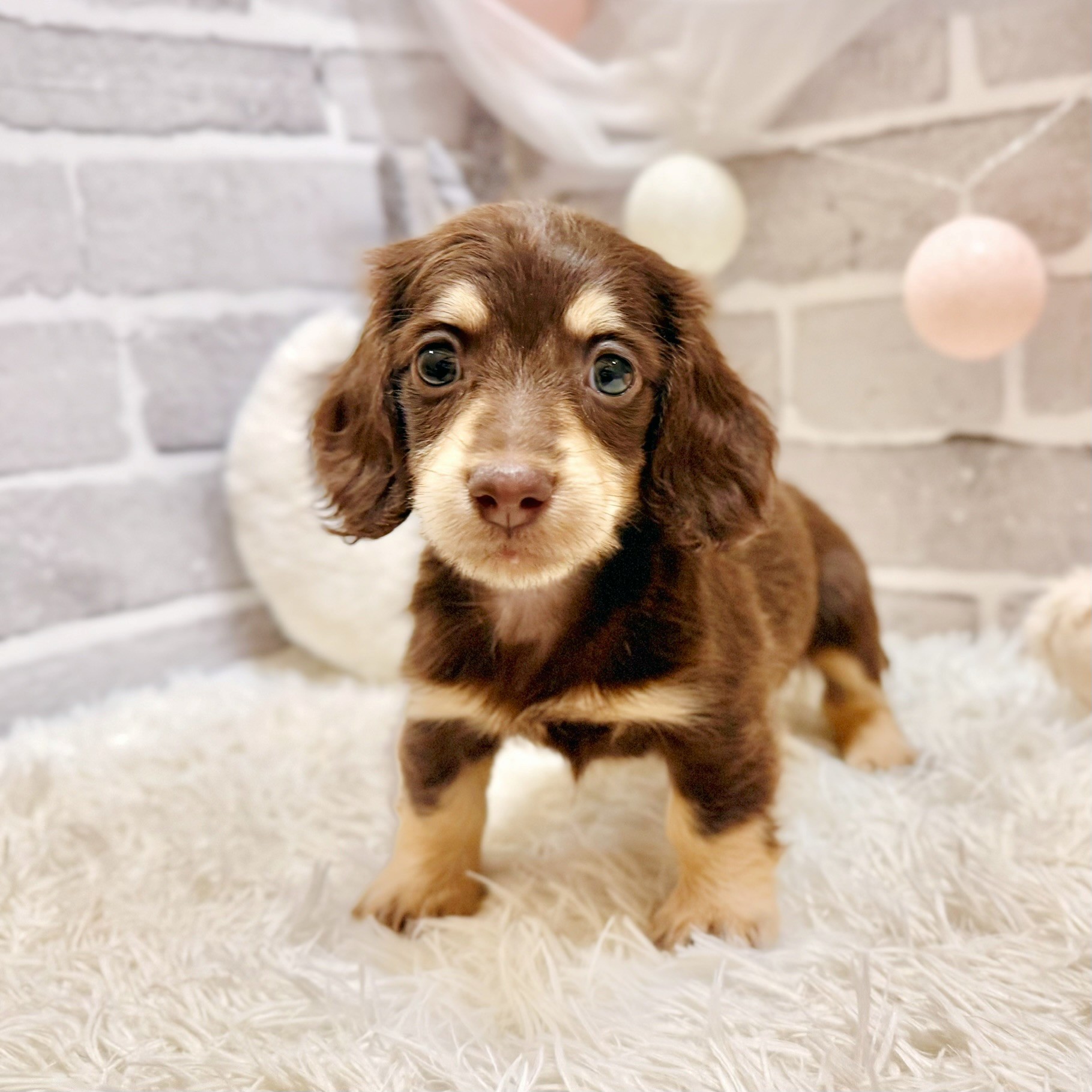 兵庫県のミニチュアダックスフンド(ロング) (犬の家＆猫の里神戸店/2026年7月7日生まれ/女の子/ブラウンタン)の子犬の2枚目の画像