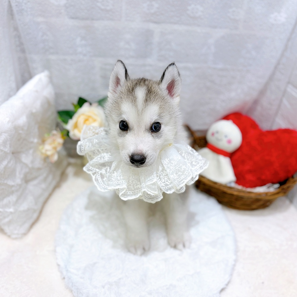 滋賀県のシベリアンハスキー (犬の家＆猫の里長浜店/2026年7月9日生まれ/男の子/シルバーホワイト)の子犬の2枚目の画像