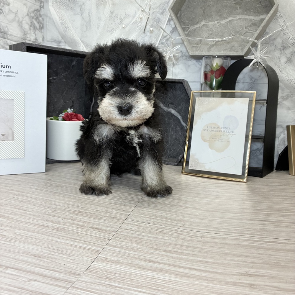 千葉県のミニチュアシュナウザー (犬の家＆猫の里ワンズモール稲毛店/2026年7月10日生まれ/男の子/ブラックシルバー)の子犬の2枚目の画像