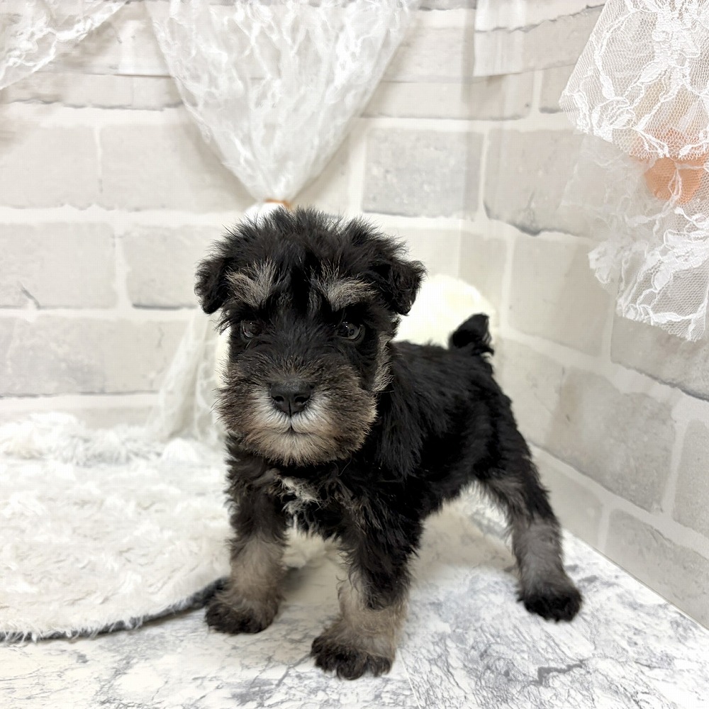 京都府のミニチュアシュナウザー (犬の家＆猫の里京都精華店/2026年7月10日生まれ/男の子/ソルトペッパー)の子犬の2枚目の画像