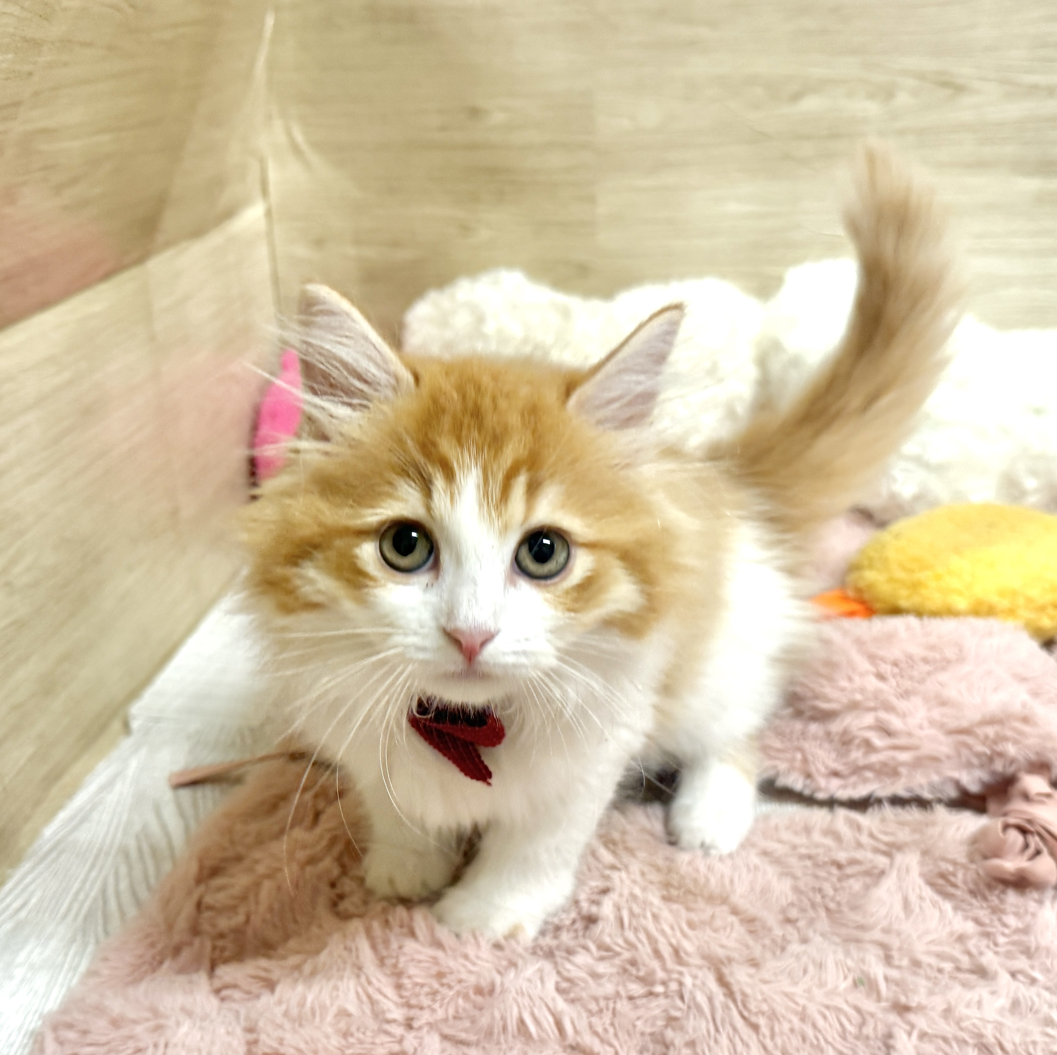 そよら東岸和田店（大阪府）のペット一覧 | ペットショップ 犬の家&猫