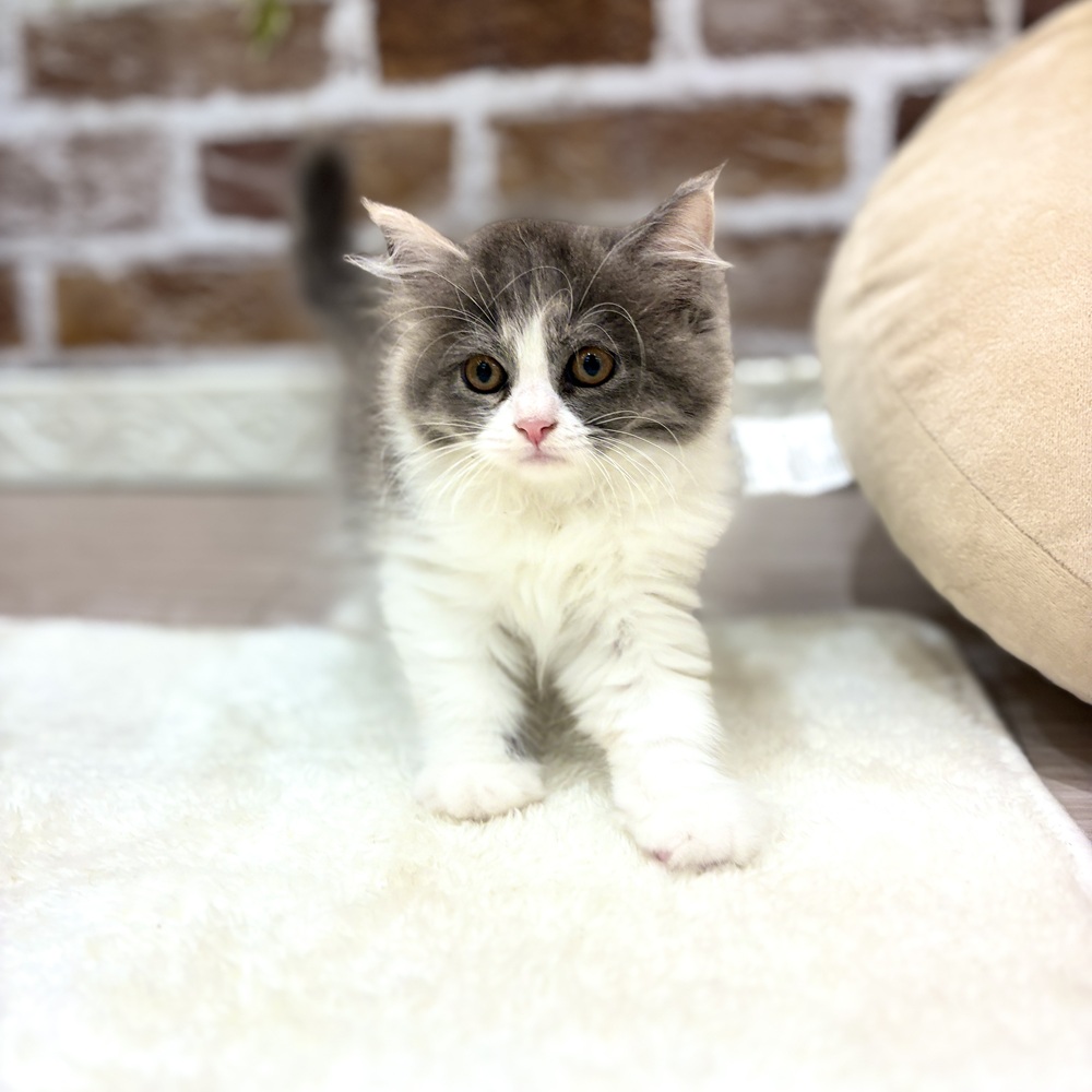 三重県のミヌエット (犬の家＆猫の里三重桑名店/2026年7月10日生まれ/女の子/ブルーパッチドタビーホワイト)の子猫の2枚目の画像