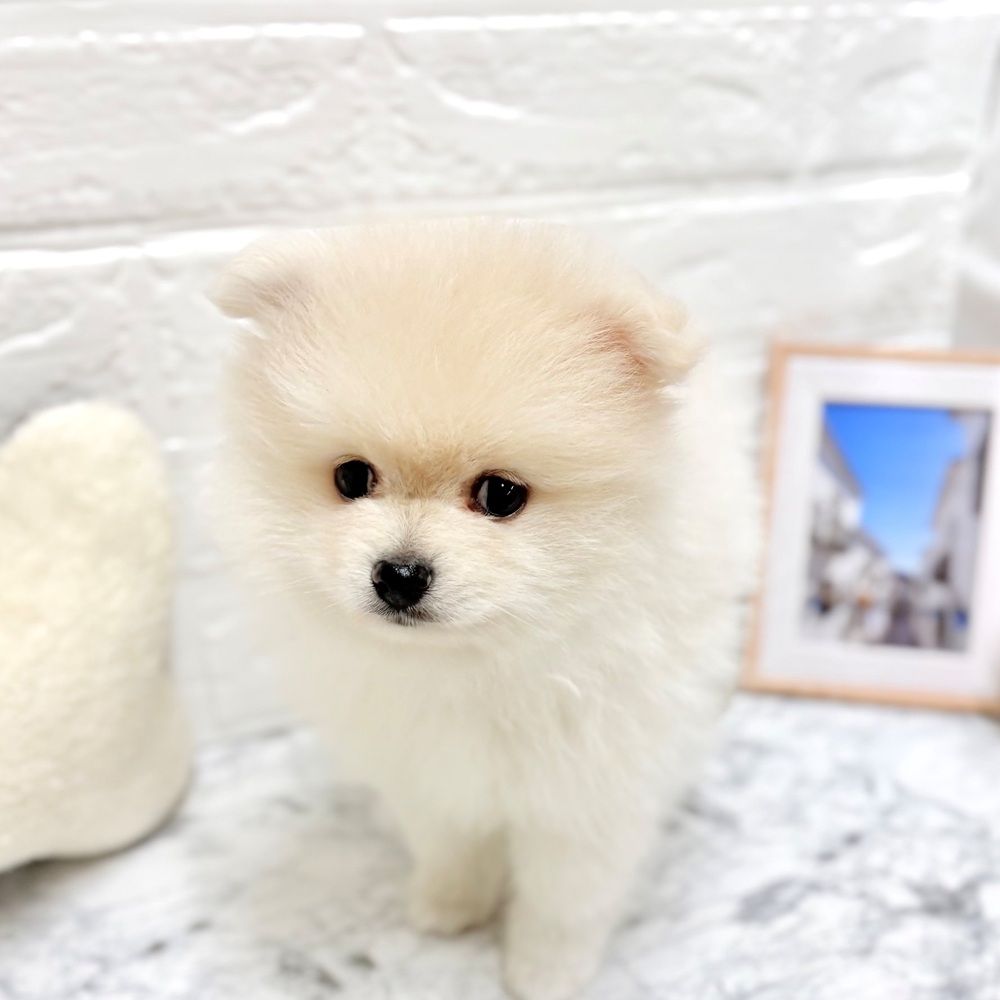 愛知県のポメラニアン (犬の家＆猫の里豊田店/2026年7月10日生まれ/男の子/クリーム)の子犬の2枚目の画像