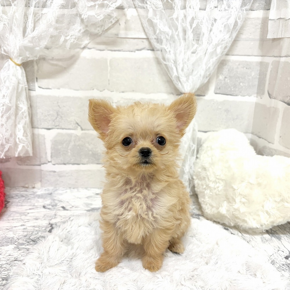 ハーフ犬男の子の写真