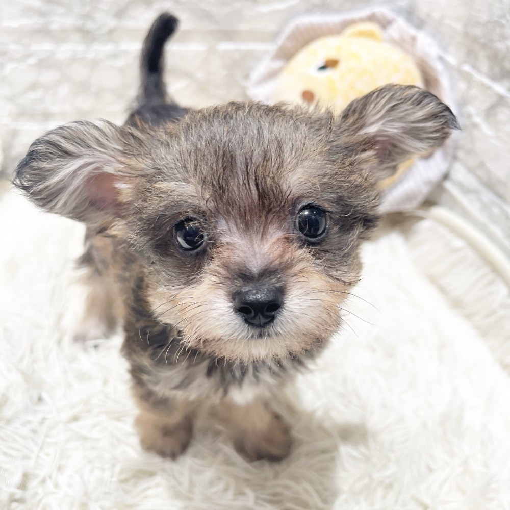 ハーフ犬男の子の写真