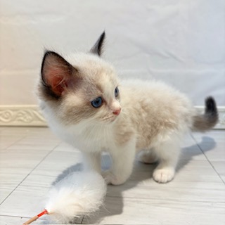 愛知県のラグドール (犬の家＆猫の里春日井本店/2026年7月7日生まれ/男の子/シールポイントバイカラー)の子猫の2枚目の画像