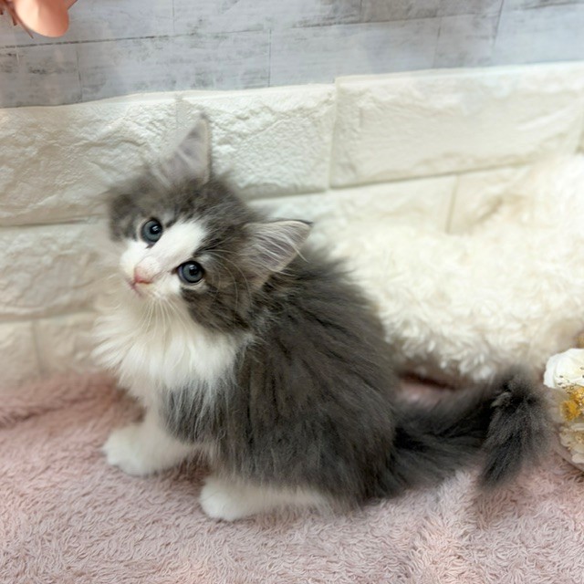 静岡県のノルウェージャンフォレストキャット (犬の家＆猫の里プレ葉ウォーク浜北店/2026年7月11日生まれ/女の子/ブルータビーホワイト)の子猫の2枚目の画像