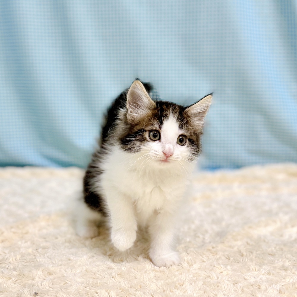 愛知県のノルウェージャンフォレストキャット (犬の家＆猫の里一宮店/2026年7月11日生まれ/女の子/ブラウンタビーホワイト)の子猫の2枚目の画像
