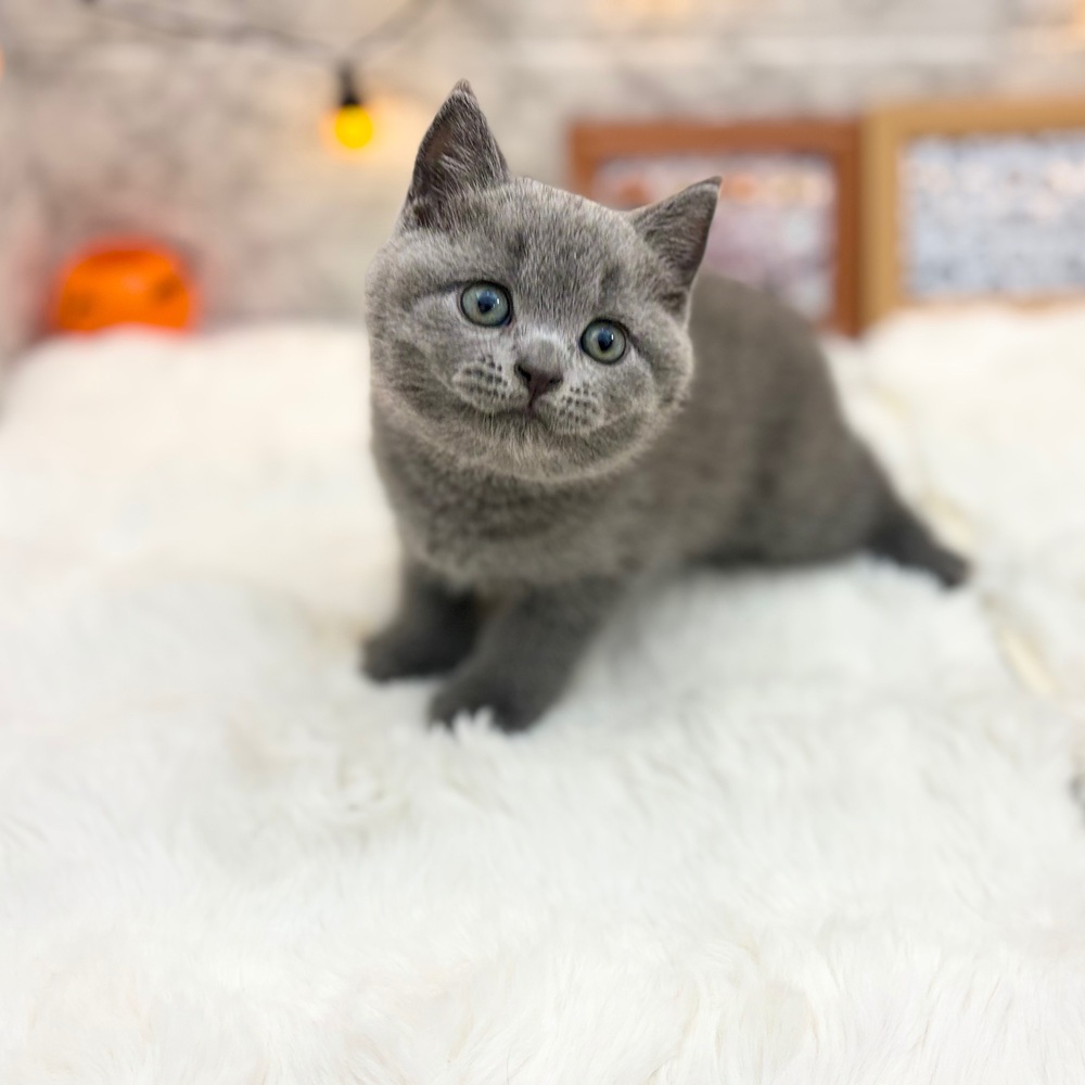 静岡県のブリティッシュショートヘアー (犬の家＆猫の里MEGAドン・キホーテ袋井店/2026年7月11日生まれ/男の子/ブルー)の子猫の2枚目の画像