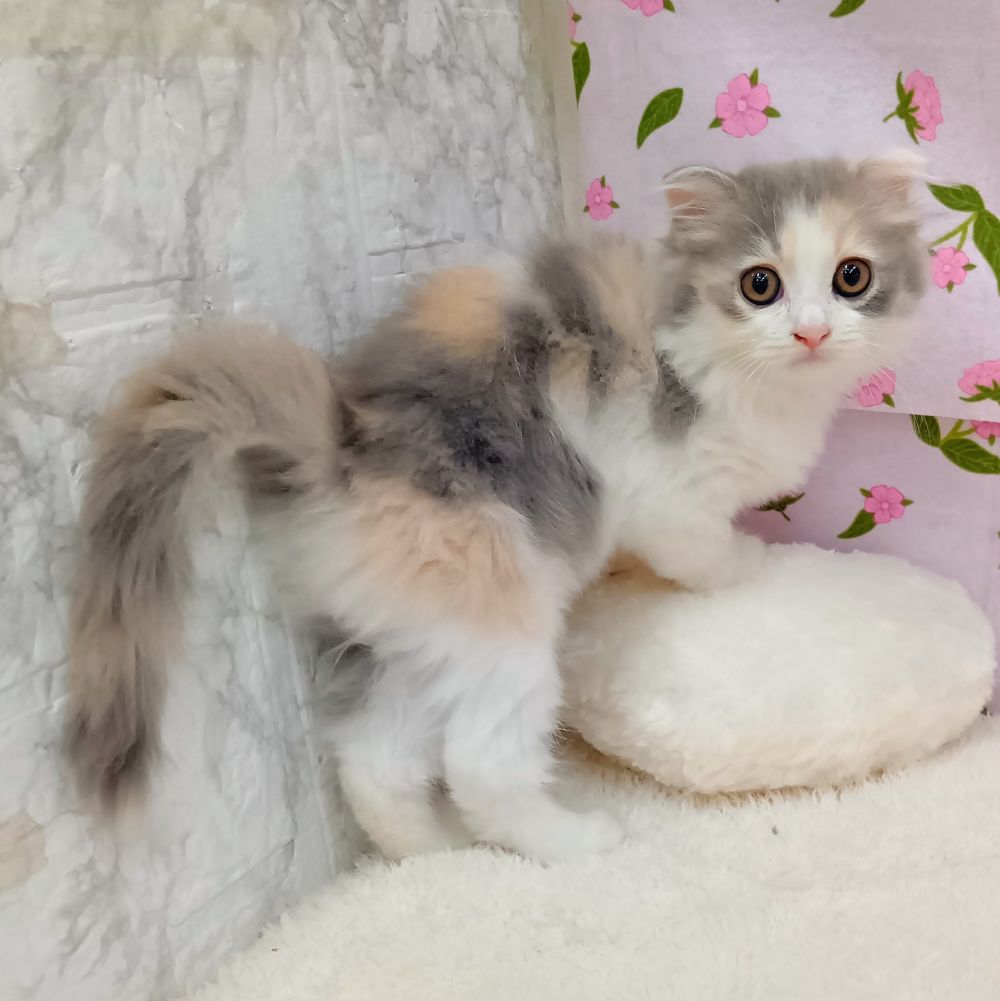 愛知県のスコティッシュフォールド (犬の家＆猫の里エアポートウォーク店/2026年7月10日生まれ/女の子/ブルーパッチドタビーホワイト)の子猫の2枚目の画像