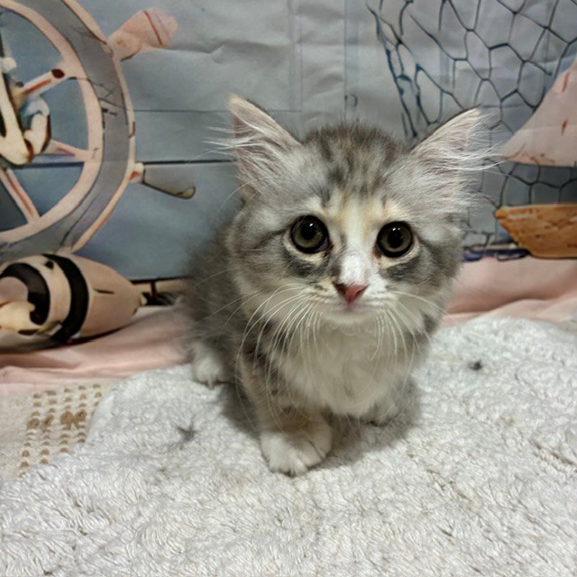 福岡県のマンチカン (犬の家＆猫の里トリアス久山店/2026年7月8日生まれ/女の子/ブルーシルバーパッチドタビー)の子猫の2枚目の画像