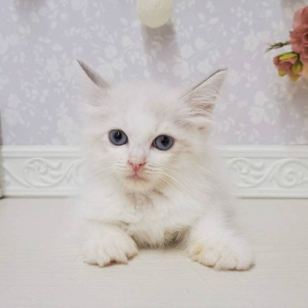 富山県のラグドール (犬の家＆猫の里アミーゴ山室店/2026年7月4日生まれ/女の子/ブルーポイントバイカラー)の子猫の2枚目の画像