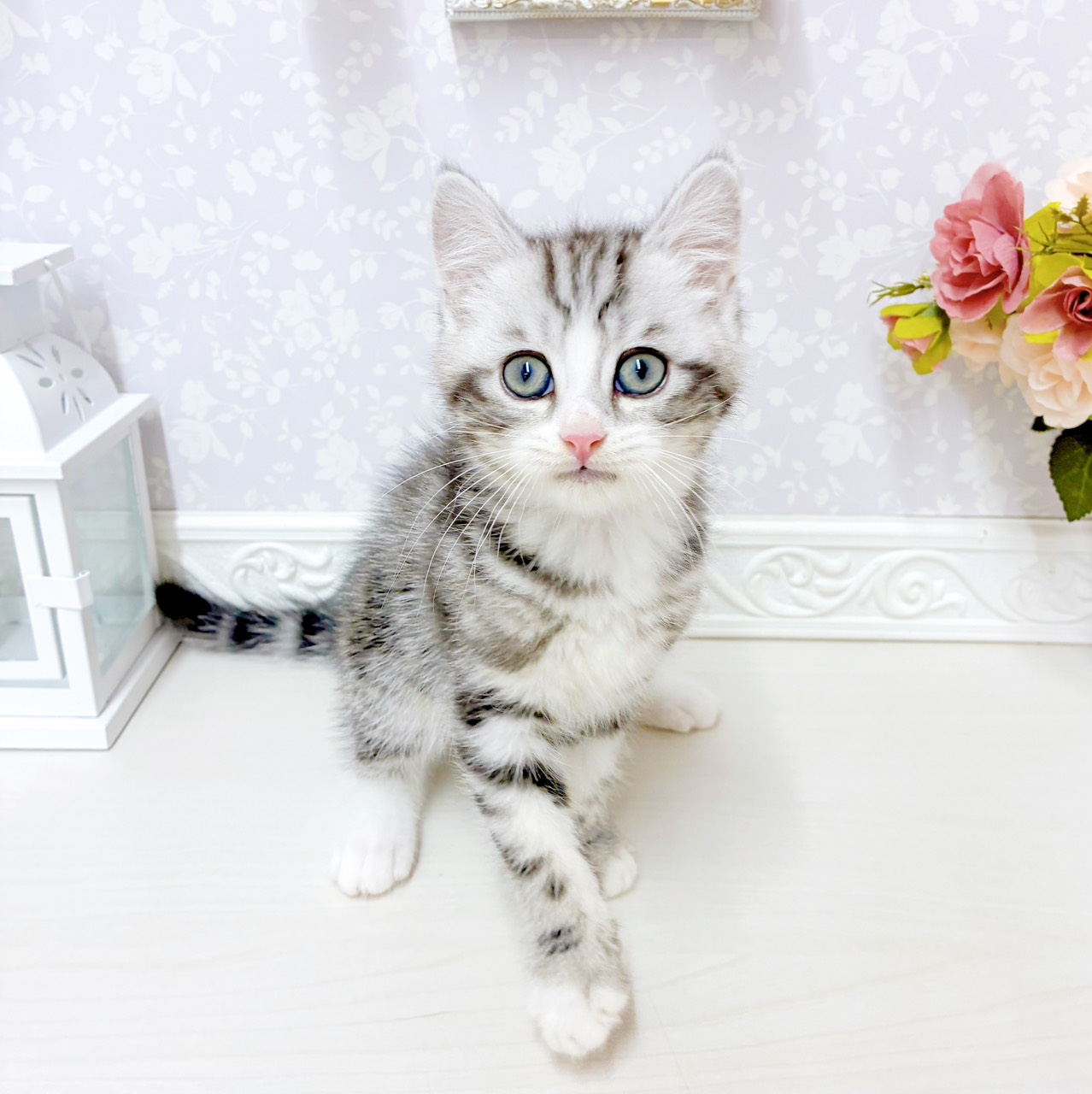 富山県のマンチカン (犬の家＆猫の里アミーゴ山室店/2026年7月7日生まれ/男の子/シルバータビーホワイト)の子猫の1枚目の画像