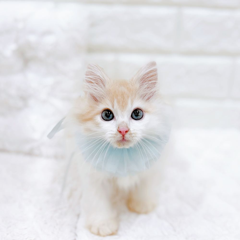福井県のノルウェージャンフォレストキャット (犬の家＆猫の里アミーゴ福井店/2026年6月21日生まれ/男の子/クリームホワイト)の子猫の1枚目の画像