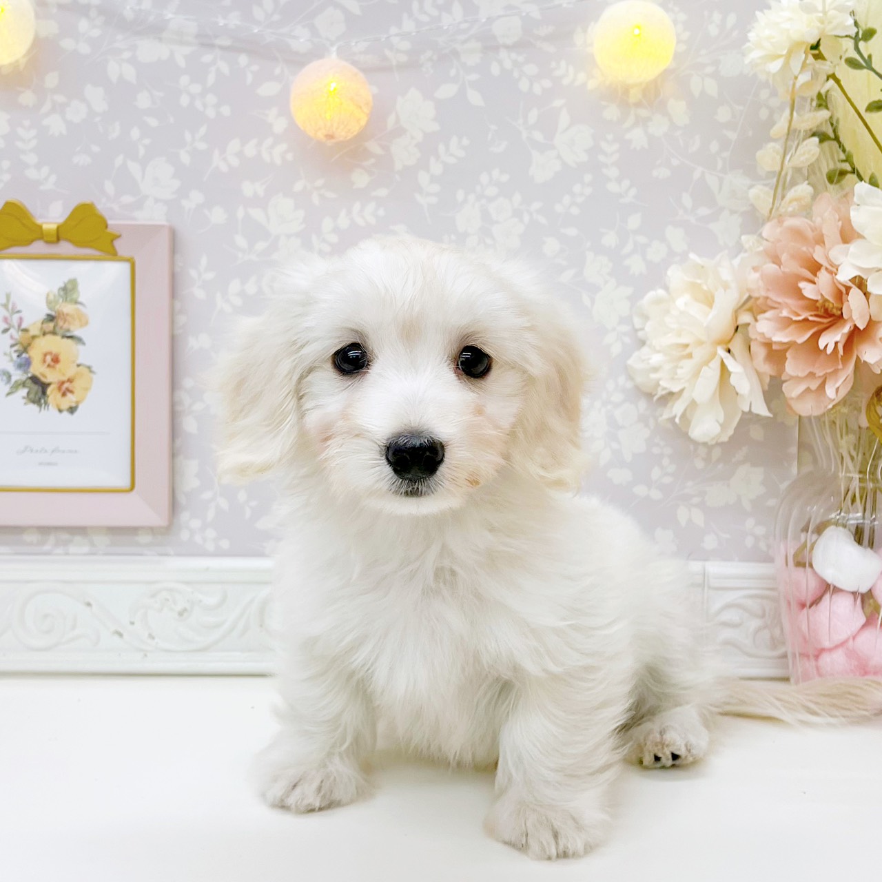 マルックス(マルチーズ×ダックス)の子犬|ペットミー