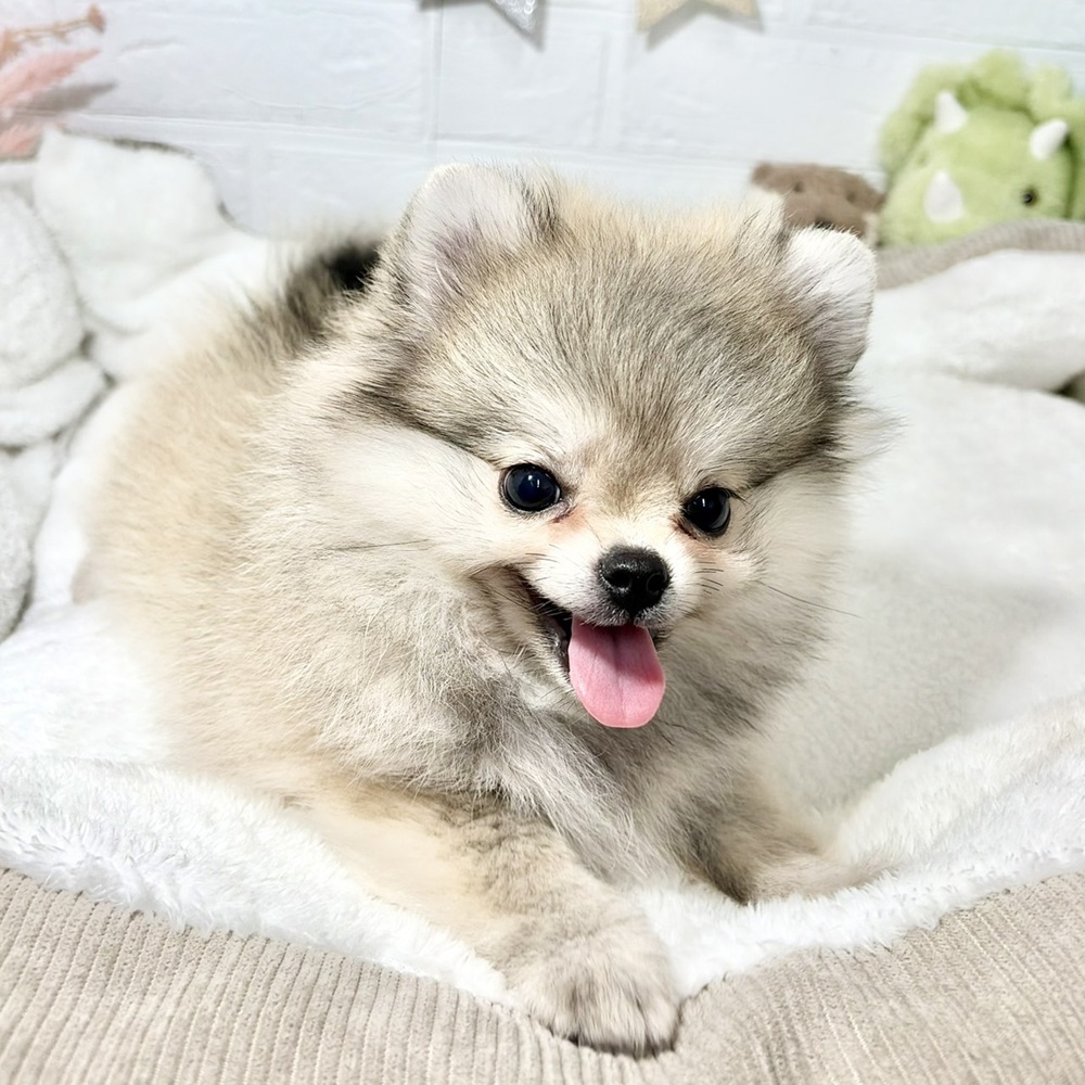 ハーフ犬女の子の写真