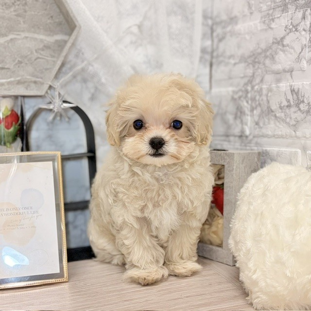 千葉県のマルプー(マルチーズ×プードル) (犬の家＆猫の里ワンズモール稲毛店/2026年7月11日生まれ/女の子/クリーム)の子犬の2枚目の画像