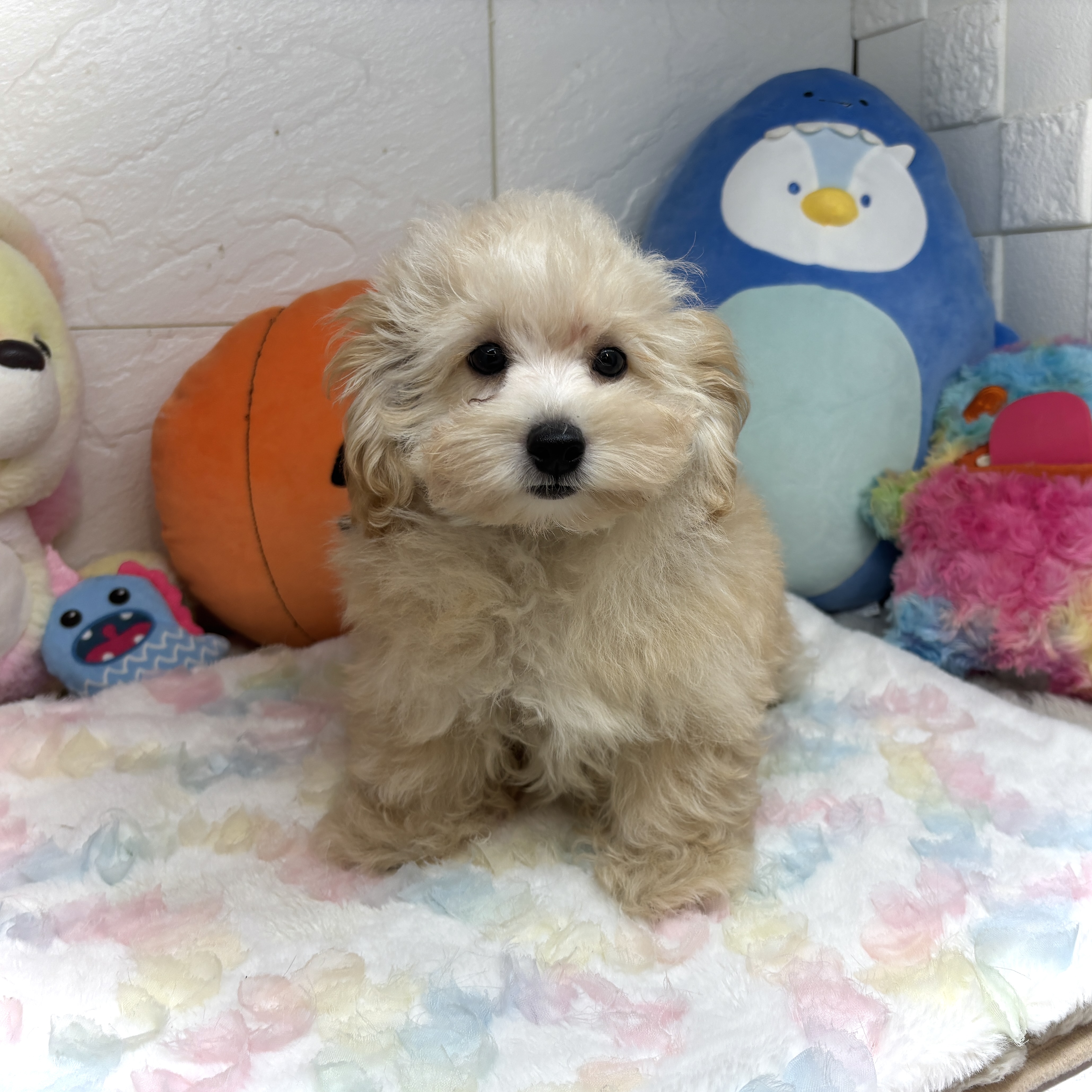 兵庫県のマルプー(マルチーズ×プードル) (犬の家＆猫の里ゆめタウン姫路店/2026年7月9日生まれ/男の子/アプリコット)の子犬の2枚目の画像