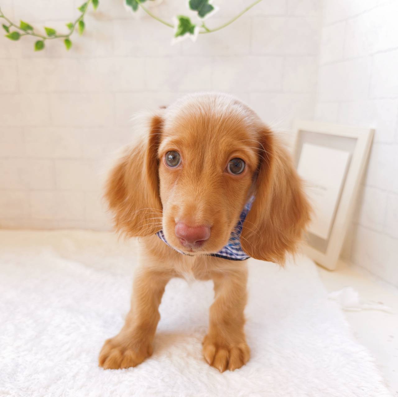 石川県のミニチュアダックスフンド(ロング) (犬の家＆猫の里金沢店/2026年7月9日生まれ/男の子/レッド)の子犬の2枚目の画像