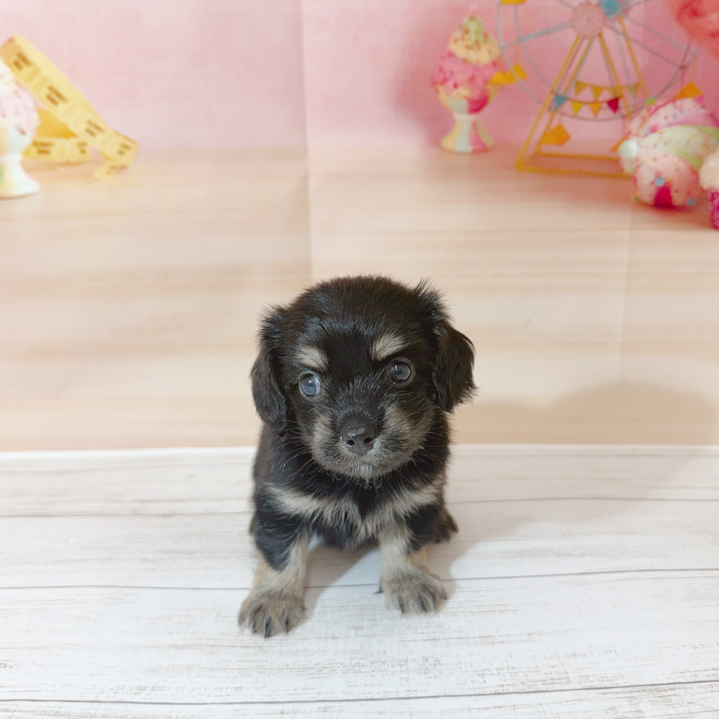 兵庫県のチワックス(チワワ×ダックス) (犬の家＆猫の里尼崎店/2026年7月11日生まれ/女の子/ブラックタン)の子犬の2枚目の画像